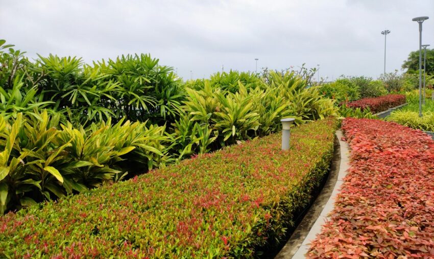 Photo iron-rich plant sources
