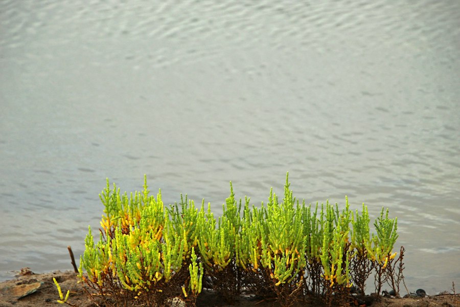Photo iron-rich plant sources